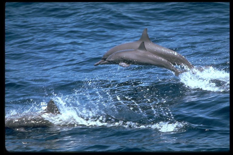 Pictures of dolphins